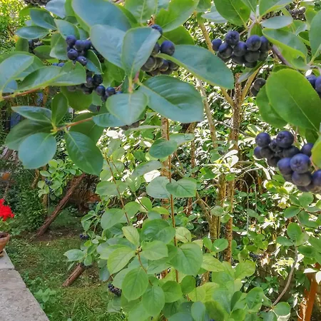 Appartement Forlani-2 By Interhome